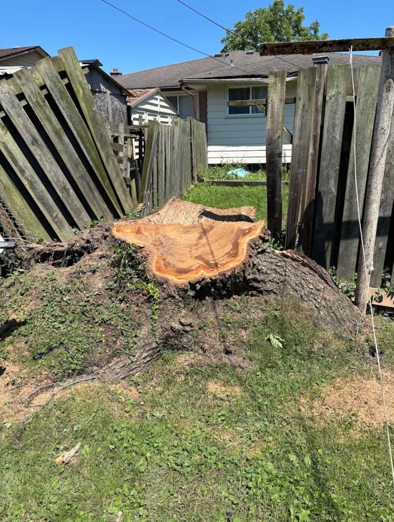 Backyard stump before grinding