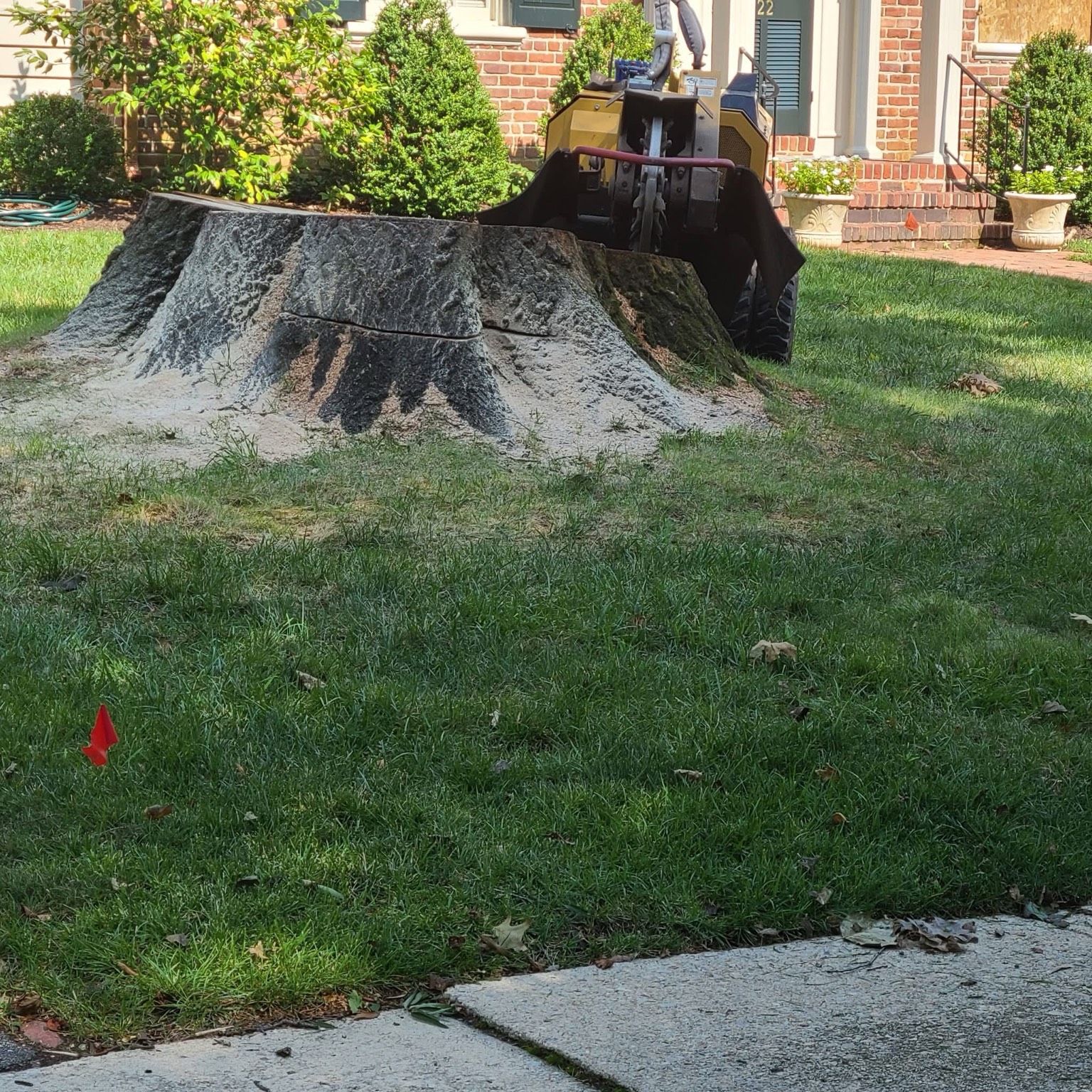 Front yard stump before grinding